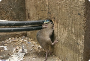 Rectangle 11 Rectangle 11